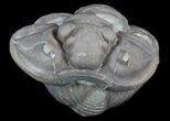 Wide Enrolled Flexicalymene Trilobite - Ohio #47340-1